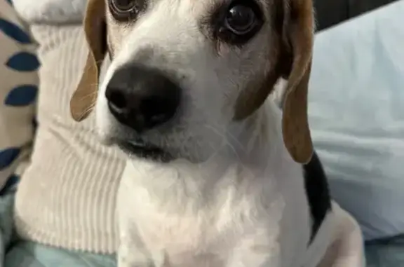 Lost Beagle: Chaparro, 12, in Kansas City