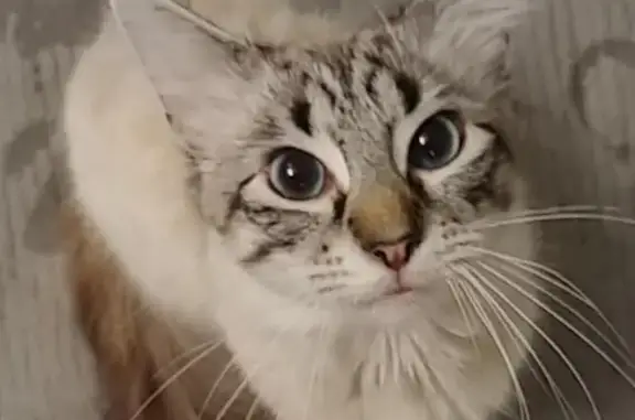 Lost Cat: White with Dark Stripes & Blue Eyes