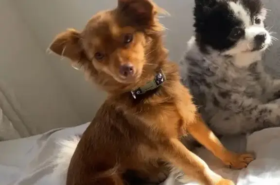 Lost Chihuahua/Terrier: Ewa Beach Area