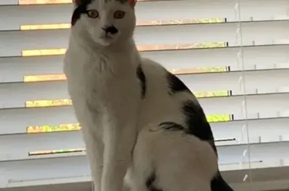 Missing: Adventurous Black & White Cat
