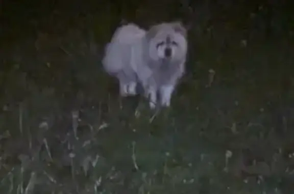 Chien blanc langue bleue trouvé à Libercourt - photo