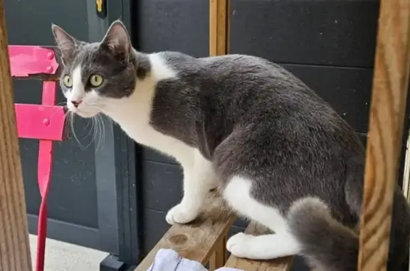 Chat perdu, Bruz, photo: Chatte grise et blanche perdue à Bruz