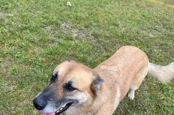 Chien trouvé , photo: Chienne malinois marron trouvée à Horsarrieu