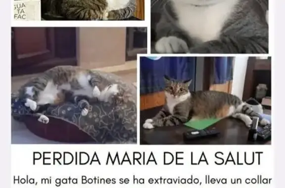 Gata Perdida: Gris con Pecho Blanco en María