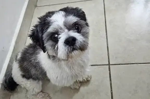 Perro Pequeño Perdido en Ampliación Morelos