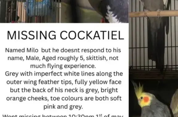 Help Find Milo: Lost 5-Year-Old Cockatiel