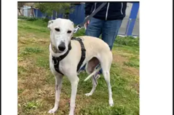 Perro Perdido en Navalagamella: Blanco Beige