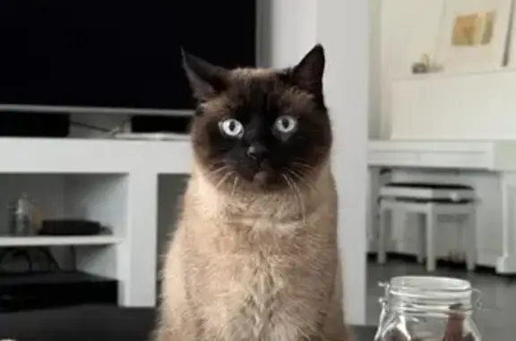 Animaux perdus Théding, photo: Chat perdu, croisé siamois, Théding