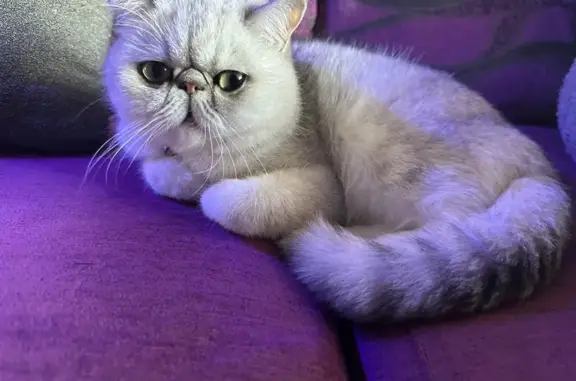 ¡Ayuda! Gatita Mía perdida en San Fulgencio