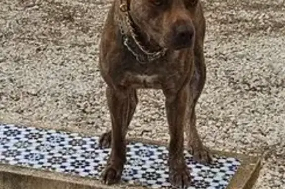 ¡Pitbull Arena Perdido en Sendero Elche!