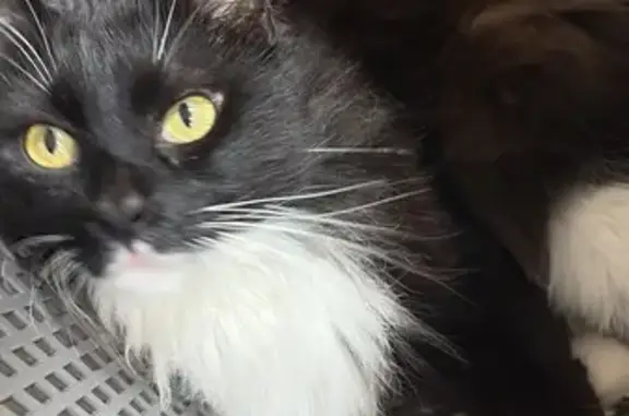 Gato Perdido: Blanco y Negro en Los Alcázares