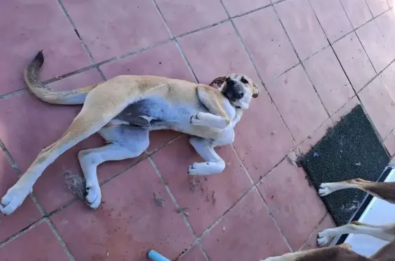 ¡Adopta a Esta Tierna Cachorrita en Utrera!