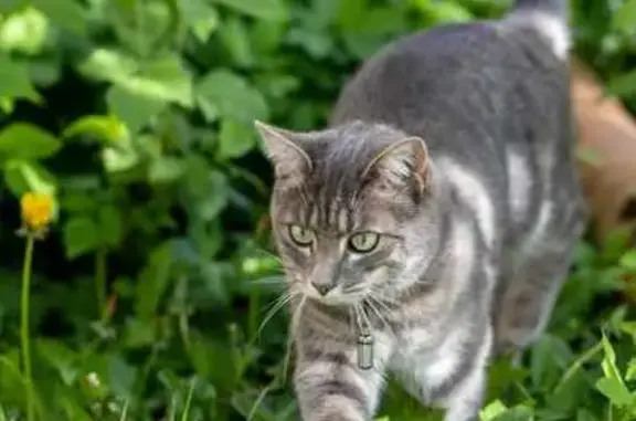 Chat perdu, , photo: Chat gris perdu, mince et sociable.