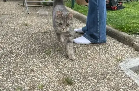 Animaux trouvés , photo: Chat tigré gris câlin trouvé à Cumières