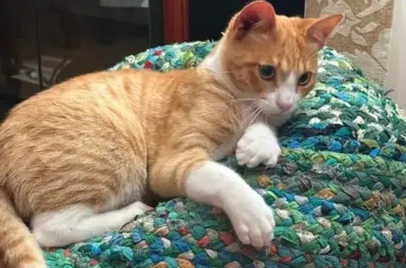 Gato Sociable Perdido en Tetuán, Santander