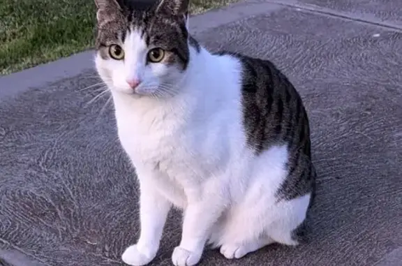 Help Find Malcolm: Lost Moggy in Maribyrnong