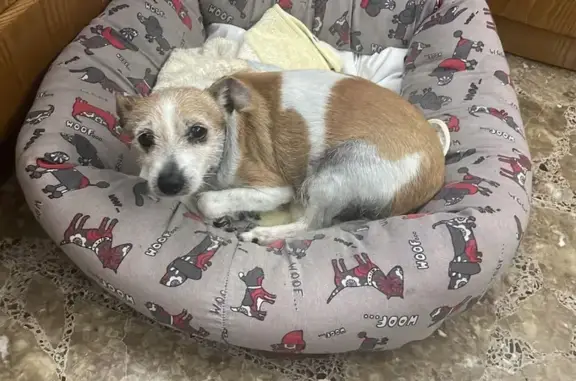¡Ayuda! Perrita Mayor Perdida en Librilla