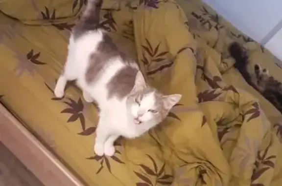 Animaux perdus Tigy, photo: Chatte grise et blanche perdue à Tigy