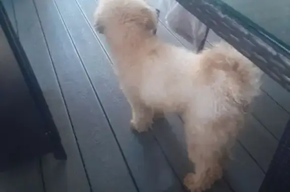 Lost Dog Near Ardennes Ave, Liverpool