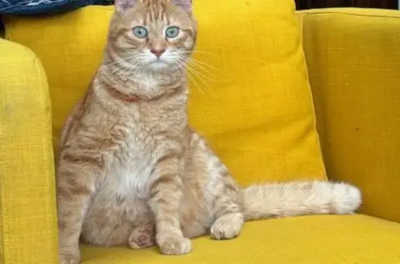 Chat tigré roux perdu, yeux bleus, Le Mans - photo