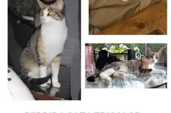 Gatita Tricolor Perdida en Moralzarzal