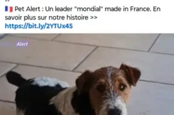 Chien tricolore perdue aux Vialles - photo