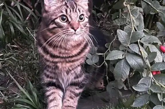 Lost: Fluffy Brown Cat Dora in Wakefield