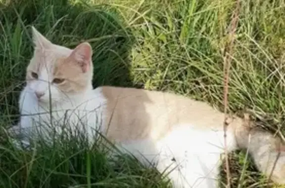 Chat perdu, Chemin des Perouses, Jarrie - photo