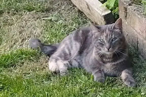 Animaux perdus Gaillefontaine, photo: Chatte grise perdue à Gaillefontaine