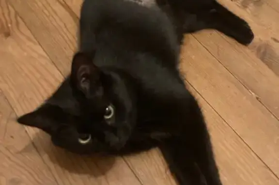 Chat perdu, Novalaise, photo: Chatte noire perdue à Novalaise