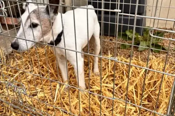 Chien blanc trouvé à Châtillon-sur-Colmont - photo