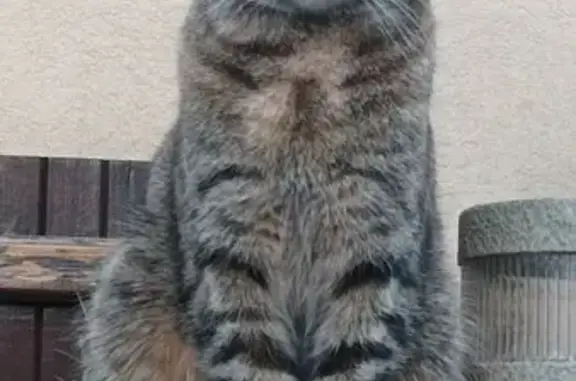 Chat tigré perdu à Jouy-le-Moutier - photo