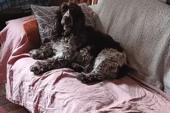 Animaux perdus , photo: Chienne Cocker 13 ans perdue à Pomacle