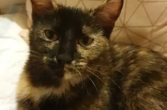 Chat perdue, taille moyenne, Choisy - photo