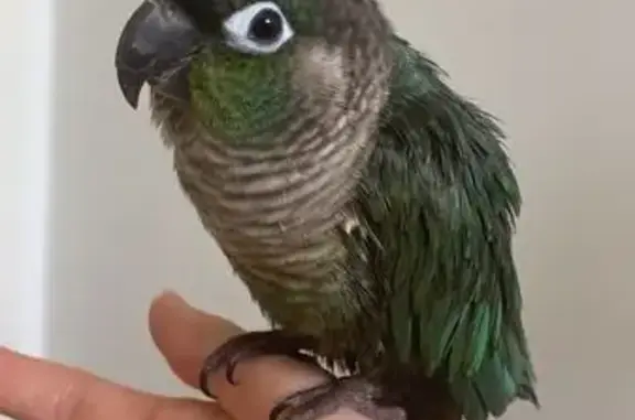 Lost Green Cheek Conure - Gold Coast