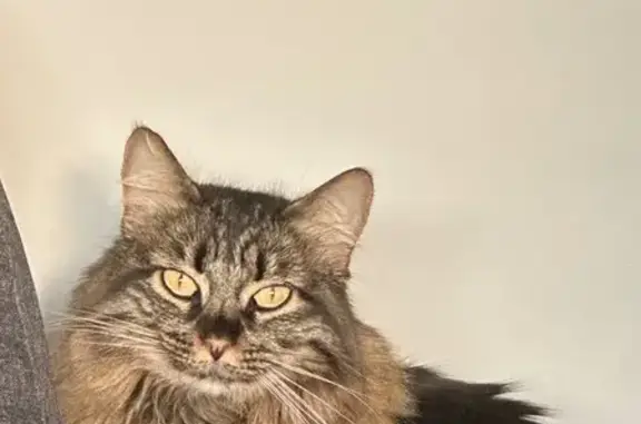 Chat d'intérieur perdu à Beaumont-Monteux - photo