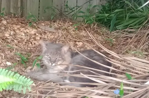 Found: Fluffy Grey Cat with Green Eyes