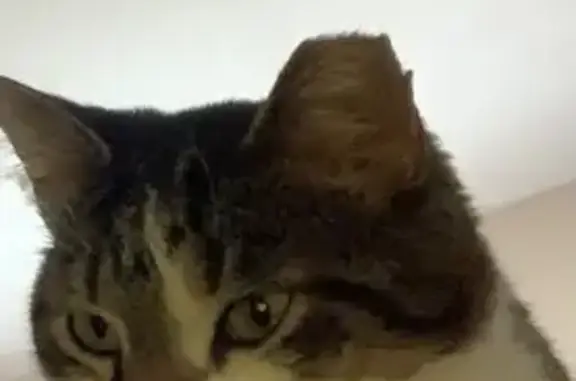 Lost Cat: Silver & White, Loves Treats