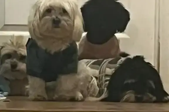 Lost Dogs: Sadie, Nayla & Nas in Columbus