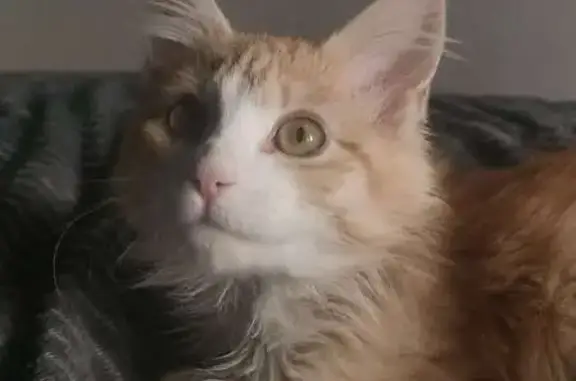 Chat perdu, Lourdes, photo: Chaton perdu dimanche, Lourdes, Bd Espagne
