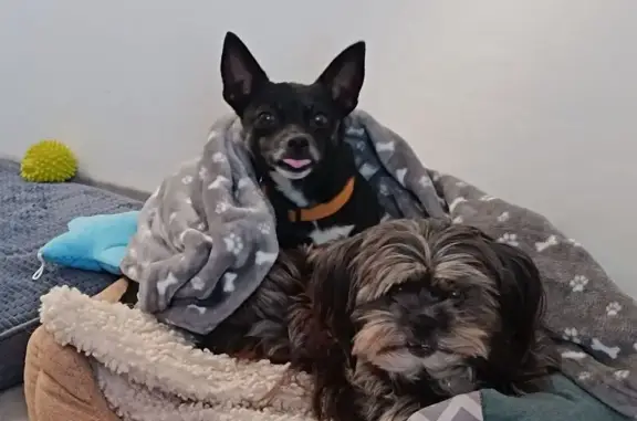 Chienne croisée perdue à Vescovato - photo