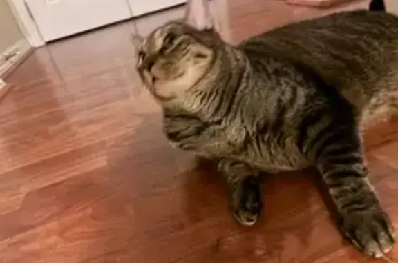 Lost Chubby Tabby Cat in Clermont