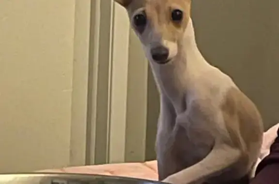 Lost Dog Peach: Small, White & Tan, 6lbs