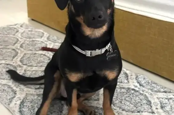 Lost Black Dachshund on SW 24th St, FL