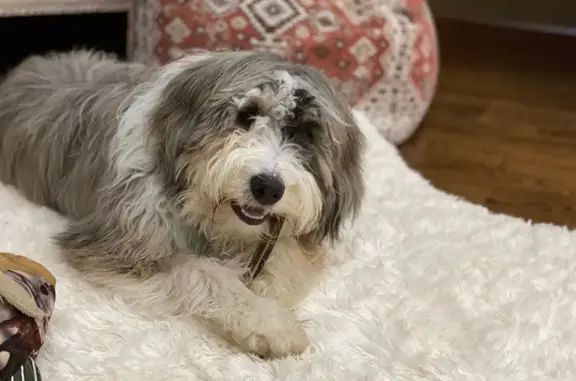 Lost Dog: Friendly Grey & White Pup