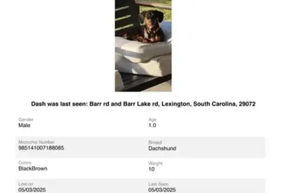 Lost Mini Dachshund: Black & Brown, Hobcaw Dr