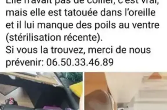 Chatte perdue, marron clair, tatouée - photo