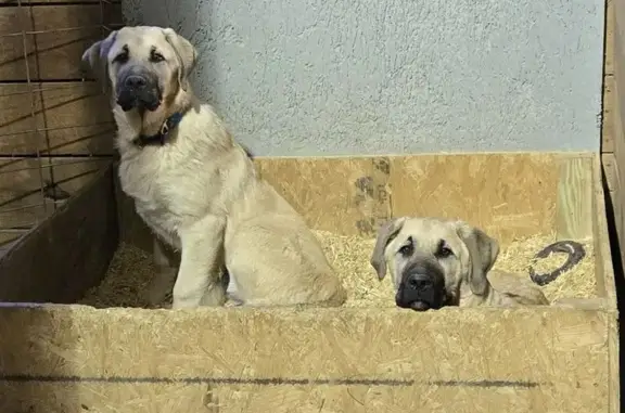 Lost Anatolian Shepherd in Newark, IN