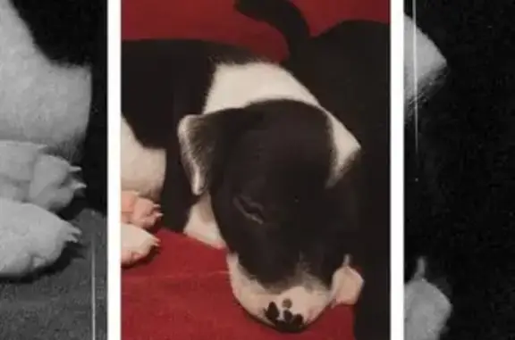 cachorro encontrada