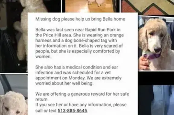 Help Find Bella: Lost Dog in Price Hill